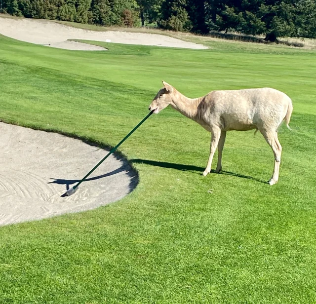 Caption this! We'll go first,
No one likes a bunker shot but at least the deer are here to help out!