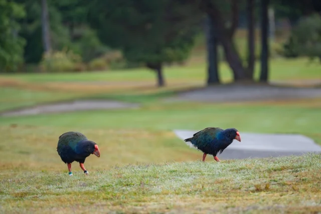 Have you spotted the wildlife on course recently? Around 25,000 native trees and five thousand exotics have been planted to encourage bird life and further improve the park like surroundings. Mixed colour pheasants, guinea fowl, takahe, pekin ducks and fallow deer have also been released on to the property.